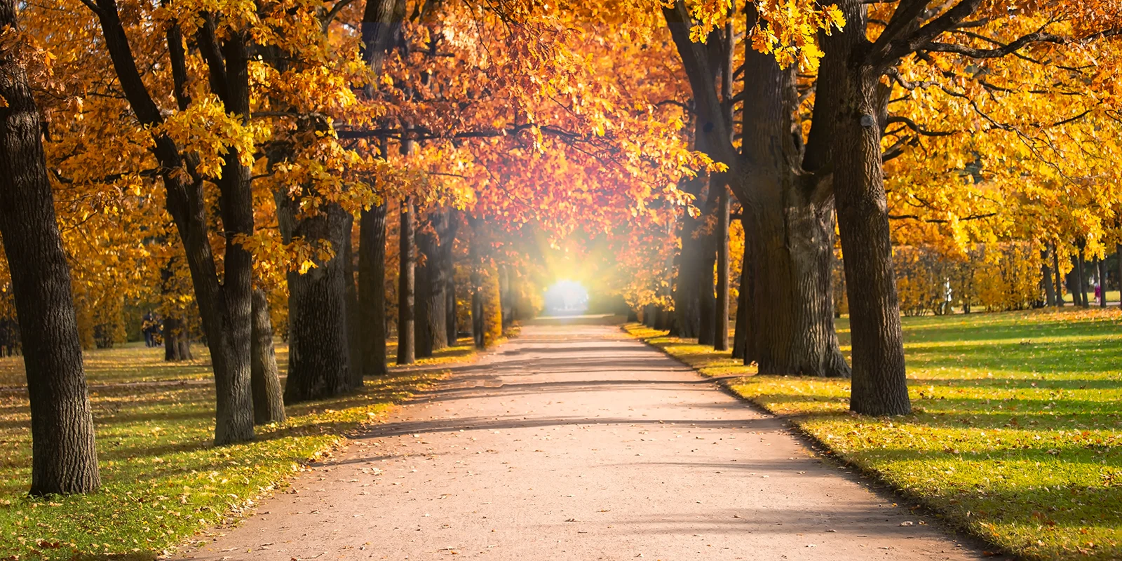 A tree-lined path